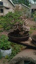 Plant very nice bonsai