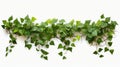 Plant vine green ivy leaves tropic hanging, climbing isolated on white background. Clipping path