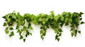 Plant vine green ivy leaves tropic hanging, climbing isolated on white background. Clipping path