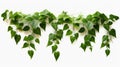 Plant vine green ivy leaves tropic hanging, climbing isolated on white background. Clipping path