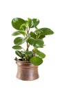 Plant in vintage copper flower pot on white Royalty Free Stock Photo