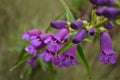 Plant in the volcan