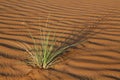 Plant in the Wahiba Sands desert in Oman Royalty Free Stock Photo