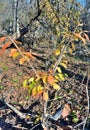 Plant wahoo Euonymus sacrosancta 3