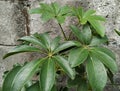 The plant of walisongo ( Schefflera Grandiflora) Royalty Free Stock Photo