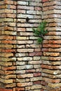 Plant in the Wall Royalty Free Stock Photo