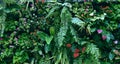 Plant wall with lush green colors, variety plant forest garden on walls orchids various fern leaves jungle palm and flower Royalty Free Stock Photo