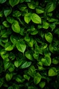 Plant wall natural green wallpaper and background