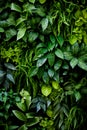 Plant wall natural green wallpaper and background