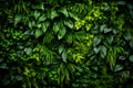 Plant wall natural green wallpaper and background