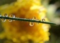 Plant with water drops on multicolor background Royalty Free Stock Photo