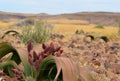 Plant welwitschia