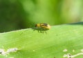 On the plant Western corn beetle