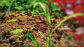 A green and red plant