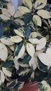 Walisongo variegata