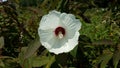 Plant with white flower blooming with grasshopper inside