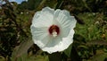 Plant with white flower blooming with grasshopper inside