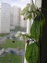 Plant with white flowers and green leaves on the window