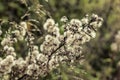 Plant with white fluffy flowers