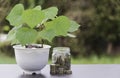 A plant in a white pot is placed on the table and a pile of coins is in jar in nature background Royalty Free Stock Photo