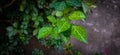 plant with white speckled green leaves