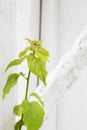 Plant with white wall texture background. Natural minimalist concept