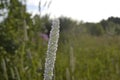 A plant whose name is Timothy meadow Royalty Free Stock Photo