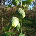 Plant wild cucumber grows in autumn