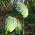 Plant wild cucumber grows in autumn