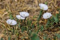 Plant of wild nature bindweed field flowers on meadow Royalty Free Stock Photo