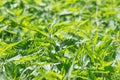 Wild nettle with lush green foliage