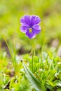 Plant of wild violet Royalty Free Stock Photo