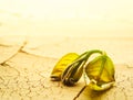 Plant wilting and dying in dry cracked desert soil. Concept displaying global warming or climate change, drought damage to crops, Royalty Free Stock Photo