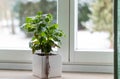 A plant at the windowsill Royalty Free Stock Photo