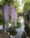 Plant of wisteria and historic bridge in the distance in the Gar