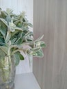 Plant woolly Stachys in a in transparent vase