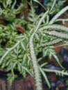 Plant & x22;Selaginella delicatula& x22; that grows creeping with green and white leaves like scaly