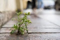 The plant, the yellow dandelion grows through the crack in the concrete, asphalt road.