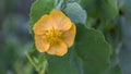 A view of tiny yellow flower with leaves Royalty Free Stock Photo