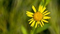 A close-up view of yellow flower with blurred background Royalty Free Stock Photo