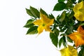 Yellow flowers called Trompeta Angel or Diablo Royalty Free Stock Photo