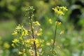 A plant of yellow mustard flower Royalty Free Stock Photo