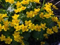 Plant with yellow petals.Group of Marsh Marigold Caltha palustris growing near a small river, spring blooms brightly Royalty Free Stock Photo