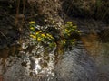 Plant with yellow petals.Group of Marsh Marigold Caltha palustris growing near a small river, spring blooms brightly Royalty Free Stock Photo