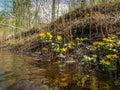 Plant with yellow petals.Group of Marsh Marigold Caltha palustris growing near a small river, spring blooms brightly Royalty Free Stock Photo