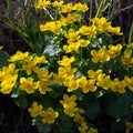Plant with yellow petals.Group of Marsh Marigold Caltha palustris growing near a small river, spring blooms brightly Royalty Free Stock Photo