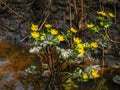 Plant with yellow petals.Group of Marsh Marigold Caltha palustris growing near a small river, spring blooms brightly Royalty Free Stock Photo