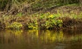 Plant with yellow petals.Group of Marsh Marigold Caltha palustris growing near a small river, spring blooms brightly Royalty Free Stock Photo