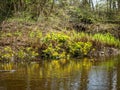 Plant with yellow petals.Group of Marsh Marigold Caltha palustris growing near a small river, spring blooms brightly Royalty Free Stock Photo