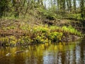 Plant with yellow petals.Group of Marsh Marigold Caltha palustris growing near a small river, spring blooms brightly Royalty Free Stock Photo